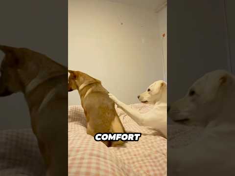 Just like a human husband calming his wife 😂 サムネイル