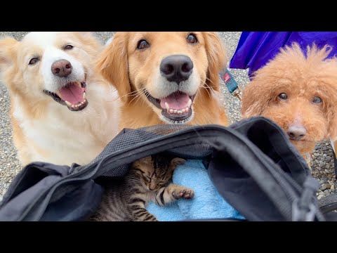 保護した子猫と“最後”の車中泊旅へ...【ゴールデンレトリバー・ボーダーコリー】