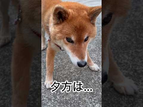 ’26.5.16 力丸のクールネック… 柴犬 shibainu 柴犬のいる暮らし 柴犬の日常 お散歩 遊ぶ犬 力丸 サムネイル