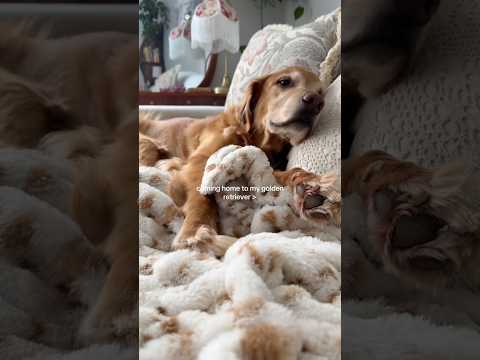 coming home to my golden retriever❤️india retreiver dog pup… サムネイル