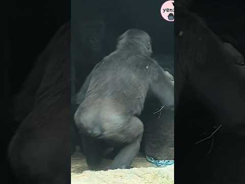 Gorilla Daddy : Son, you're getting heavy. funnyanimals  金剛… サムネイル