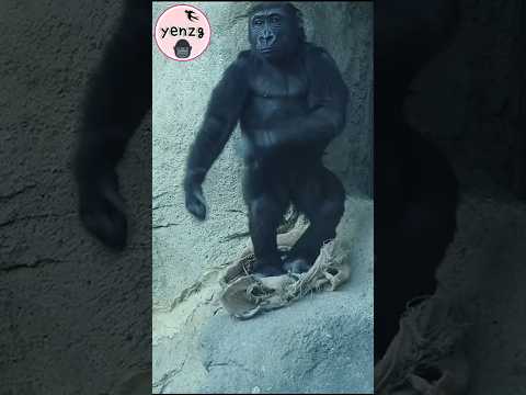 Ringo做窩好可愛🥰 gorilla gorillatag taipeizoo 金剛猩猩 台北市立動物園 shorts サムネイル