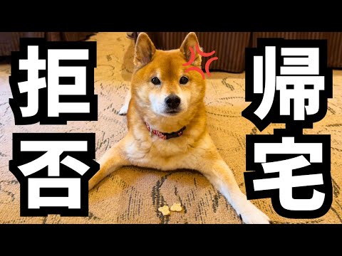 【激怒】せっかくのお誕生日旅行なのに、帰ろうと誘うと急に機嫌が悪くなる柴犬 サムネイル