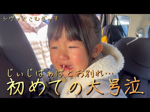 柴犬と娘と…正月実家帰省。笑いあり、涙あり、初めてのお別れ号泣 サムネイル