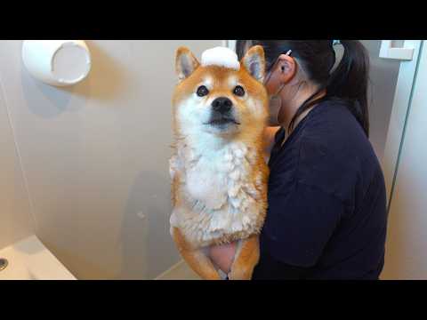 シャワーが大嫌いな柴犬に‥ママが試した“ある方法” サムネイル