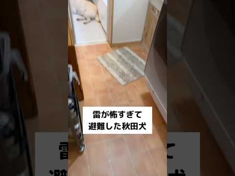頭隠して尻隠さずを見事に体現してしまう雷が怖い秋田犬 秋田犬 日本犬 大型犬 shorts サムネイル