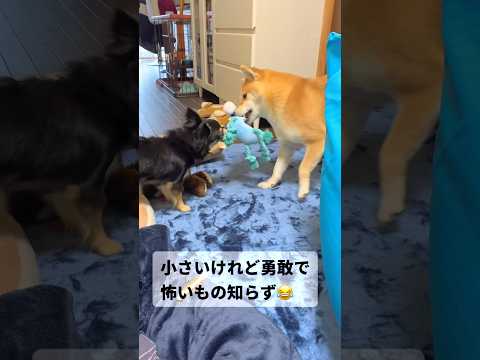 チビの成長記録🐶✨柴犬 チワワ shorts サムネイル