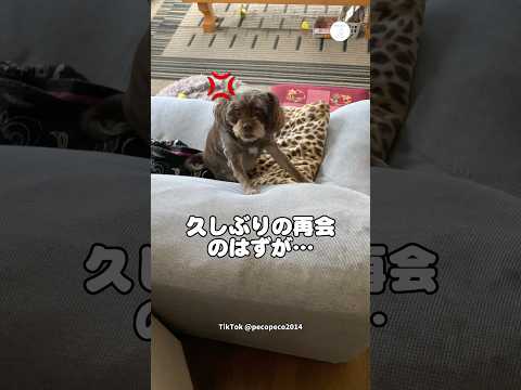 ブチギレ…久しぶりの再会のはずが　　犬　いぬ　面白い　かわいい犬 再会 サムネイル