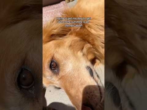 coming home to my golden retriever🥵goldenretreivers dog pup… サムネイル