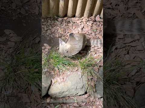 shorts アカハナグマのピーチちゃん　千葉市動物公園　2026年4月20日 サムネイル