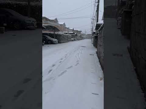 shorts 成田市の積雪　2026年2月8日 サムネイル