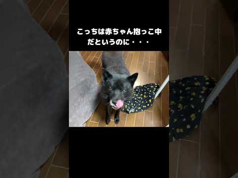 甲斐犬一休の日課がヤバすぎる件　 柴犬　日本犬　 甲斐犬 サムネイル