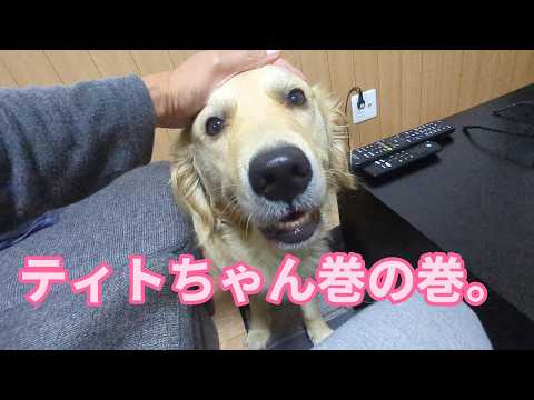 ティトちゃん巻の巻。ゴールデンレトリバーティト