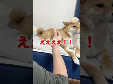 換毛期 春の訪れ♡ 柴犬 shorts サムネイル