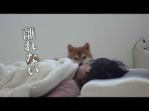 体調不良のママから1ミリも離れない柴犬…想像以上でした。。 サムネイル