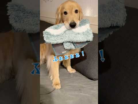 ふぁぁぁぁー!(威嚇) 大型犬 ゴールデンれ ゴールデンレトリバー
