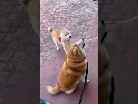柴犬福 福のバカデカイ催促声にびっくりするウル先輩🤣Shiba-Friend🤩shorts 柴犬 shibainu f…