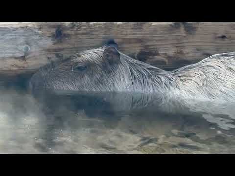 カピバラ温泉♨️(ホンモノの那須の源泉掛け流し！) 那須どうぶつ王国にて　2026年1月4日 サムネイル