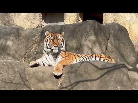 グッズもオニクも骨もローラーさんが独占しても悠然としていられるソーンさん　アムールトラ　浜松市動物園にて　2026年2… サムネイル