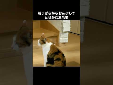 朝一番でお母ちゃんにおんぶをおねだりする三毛猫 三毛猫 おんぶ猫 三毛 保護猫 サムネイル
