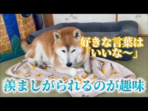 柴犬福 羨ましがられるのが趣味の柴犬-ロングver.🤣Shiba-Appeal🤣 サムネイル