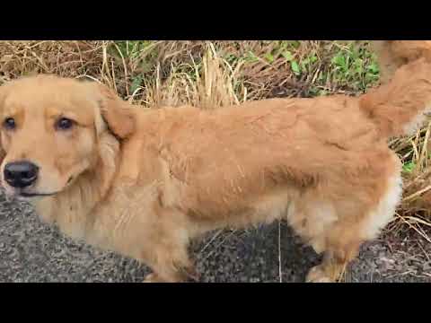 雨や～～。でも元気いっぱいのゴールデンレトリバーの親子 サムネイル