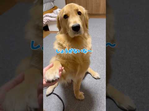 なんやかんや優しいモンちゃんgoldenretriever ゴールデンレトリバー サムネイル