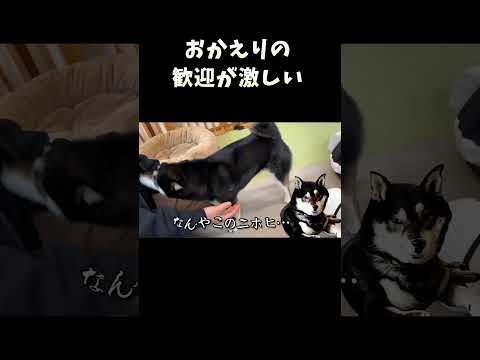 おかえりの歓迎が激しい サムネイル