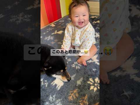 兄柴犬に怒られるもすぐに笑顔を復活させる赤ちゃん サムネイル