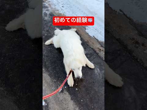 何事も経験🧊shorts グレートピレニーズ ゴールデンレトリバー グレートピレニーズ子犬 サムネイル