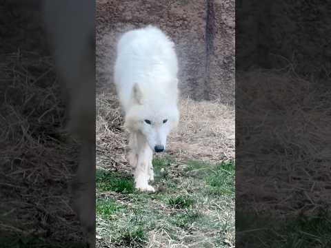 shorts 燦那ちゃん 近くに☺️    ホッキョクオオカミ　那須どうぶつ王国にて　2026年3月29日