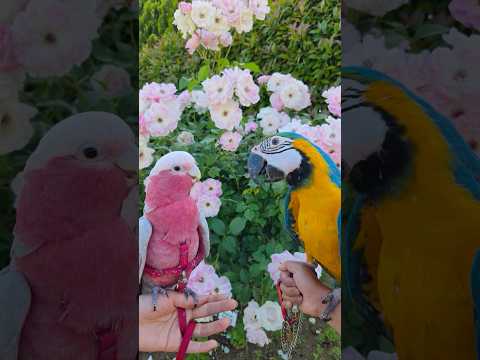 バードチーム✖️ハートフルガーデン 東武動物公園 動物 癒し かわいい zoo animals 動物園 サムネイル