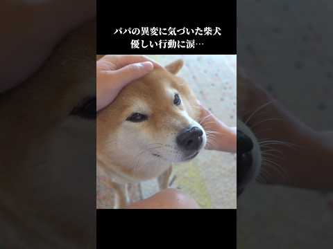 柴犬はパパの異変に気づき、優しい姿を見せてくれて… サムネイル