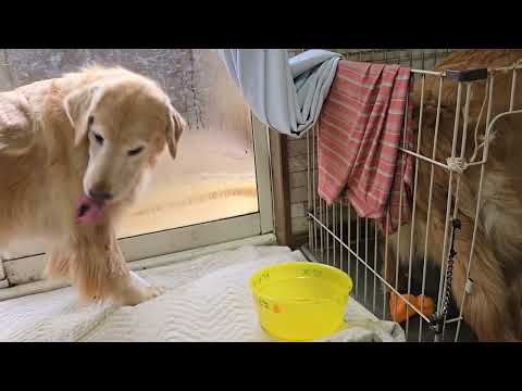 犬の朝ご飯を横取りしたい中猫のキビ。ゴールデンレトリバー８歳と２歳。中猫生後４か月 サムネイル