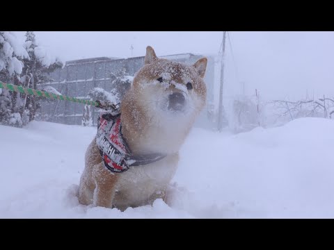 大雪で始まった元旦、柴犬ハチ家の空気が少し違いました。 サムネイル