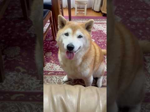 柴犬福 姉にジェントルワン(優しい)と褒められた喜びがしっぽから溢れ出る柴犬🤣Sis and Shiba🤣姉と柴 sh… サムネイル