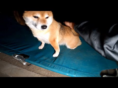 寝かしつけに行ってもまだ眠くないもんと寝床に入ろうとしない就寝キャンセル界隈 サムネイル