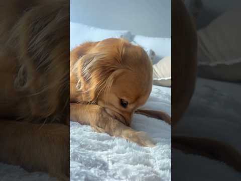 coming home to my golden retriever🥵 goldenretreiver dog ind… サムネイル