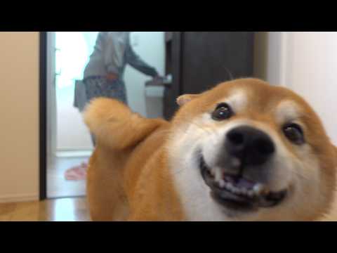 子猫の初シャワーで、柴犬がまさかの展開で笑わせてくれました サムネイル