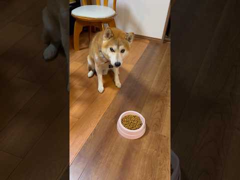 しもしも 柴犬タロウ 柴犬 しばわんこ しばいぬ shibainu