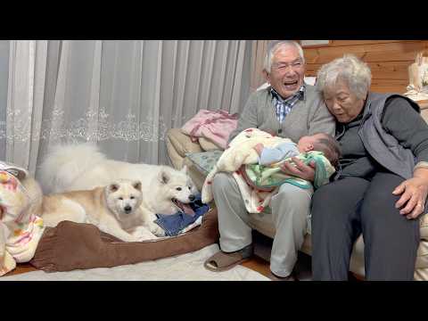 赤ちゃんを笑顔にするために全力を尽くすジイちゃん、それを優しく見守る柴犬とサモエド サムネイル