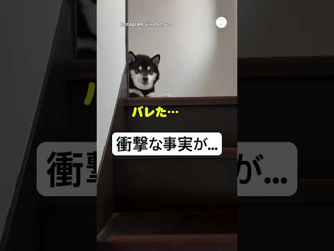 2年間階段を降りれないと思ってた柴犬　柴犬　犬　黒柴　面白い　犬のいる暮らし サムネイル