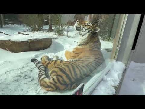 令くん　アムールトラ　那須どうぶつ王国にて　2026年1月30日 サムネイル