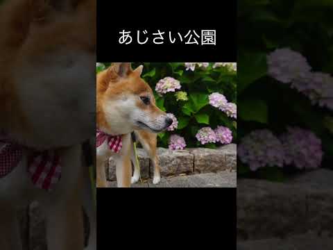 あじさい公園 神戸 柴犬 shiba