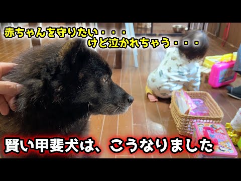 【ほっこり】赤ちゃんに泣かれちゃう！けど守りたい...甲斐犬が色々考えた結果 サムネイル