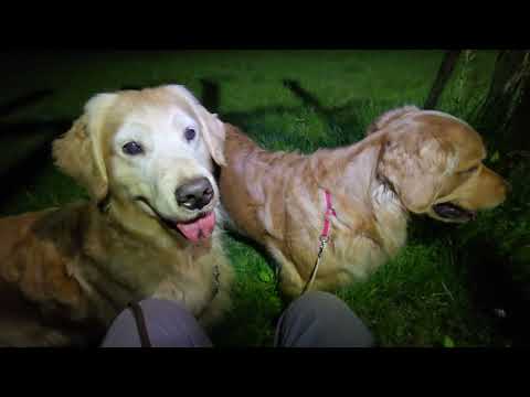 2026年4月25日 「なんかおった」光った眼がこちらを見ていたイロハ２歳最後の通勤帰宅。 サムネイル