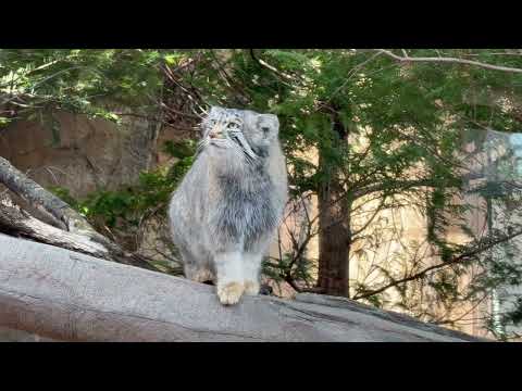 ノシノシと 時に軽やかに歩くナゴムくん　マヌルネコ　那須どうぶつ王国にて　2026年3月29日 サムネイル