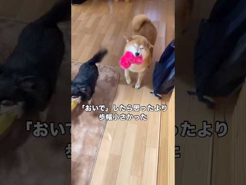 愛犬においでしたらニコニコなまま近づいてきたけど歩幅小さすぎた 柴犬 柴犬のいる暮らし shorts サムネイル