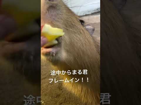 りんご欲しさにフレームインしてくるカピバラまる君♫shorts カピバラ capybara サムネイル