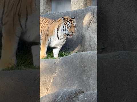 shorts サーシャちゃん 放飼場の匂い嗅ぎまくる🤭　アムールトラ　浜松市動物園にて　2026年3月15日 サムネイル